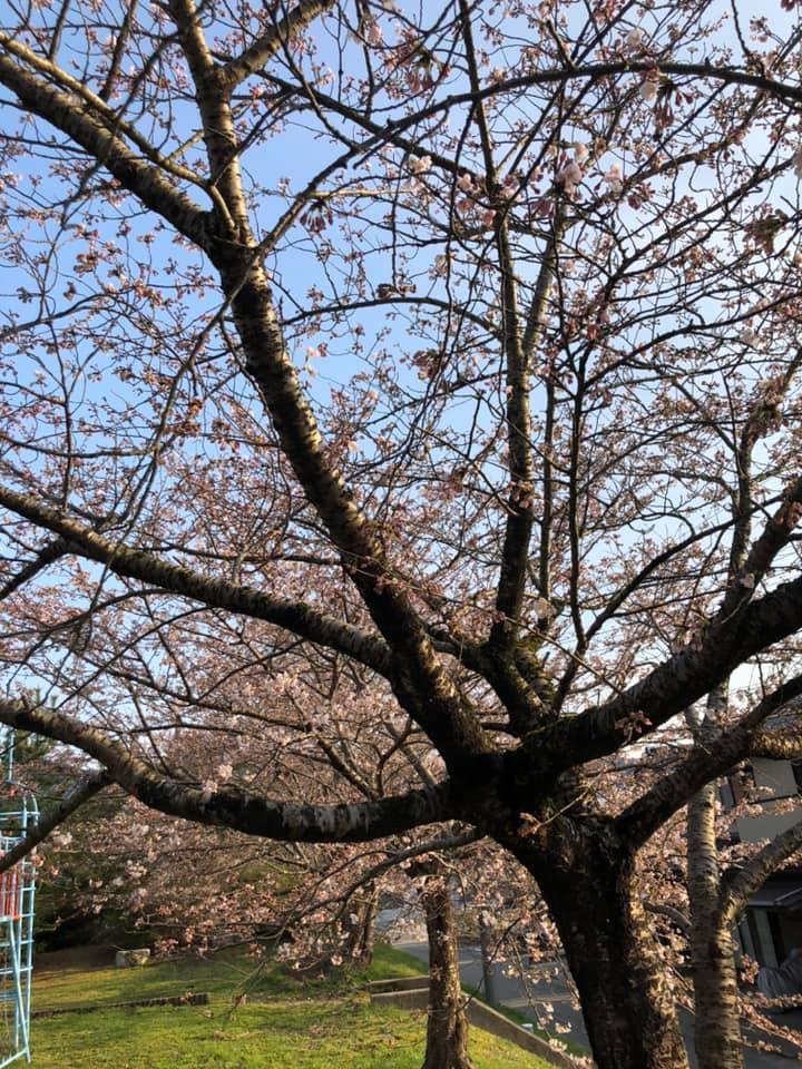 中能登町の桜