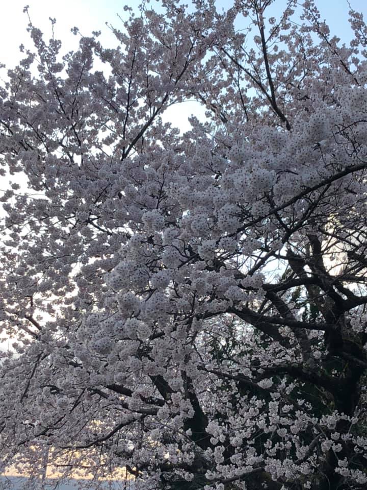 【中能登の名所シリーズ、桜編】