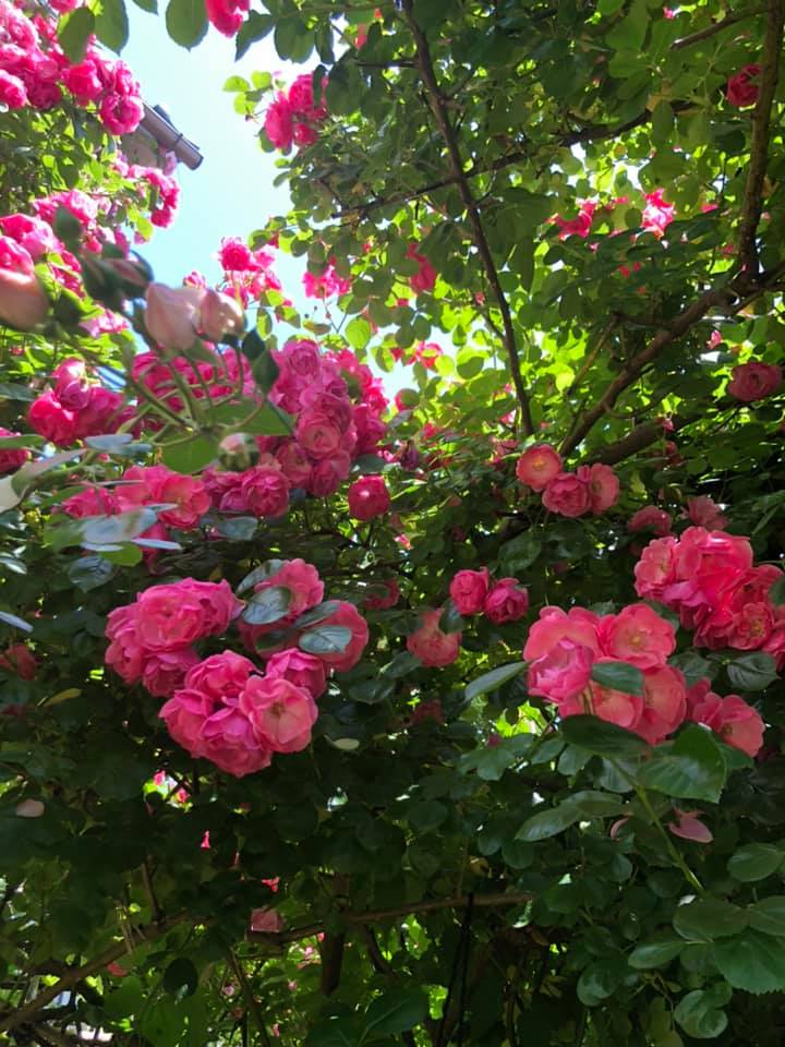 祖母へお花のプレゼント