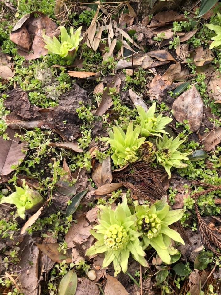 3/8(月)【徳前地区300世帯5時間半20000歩】