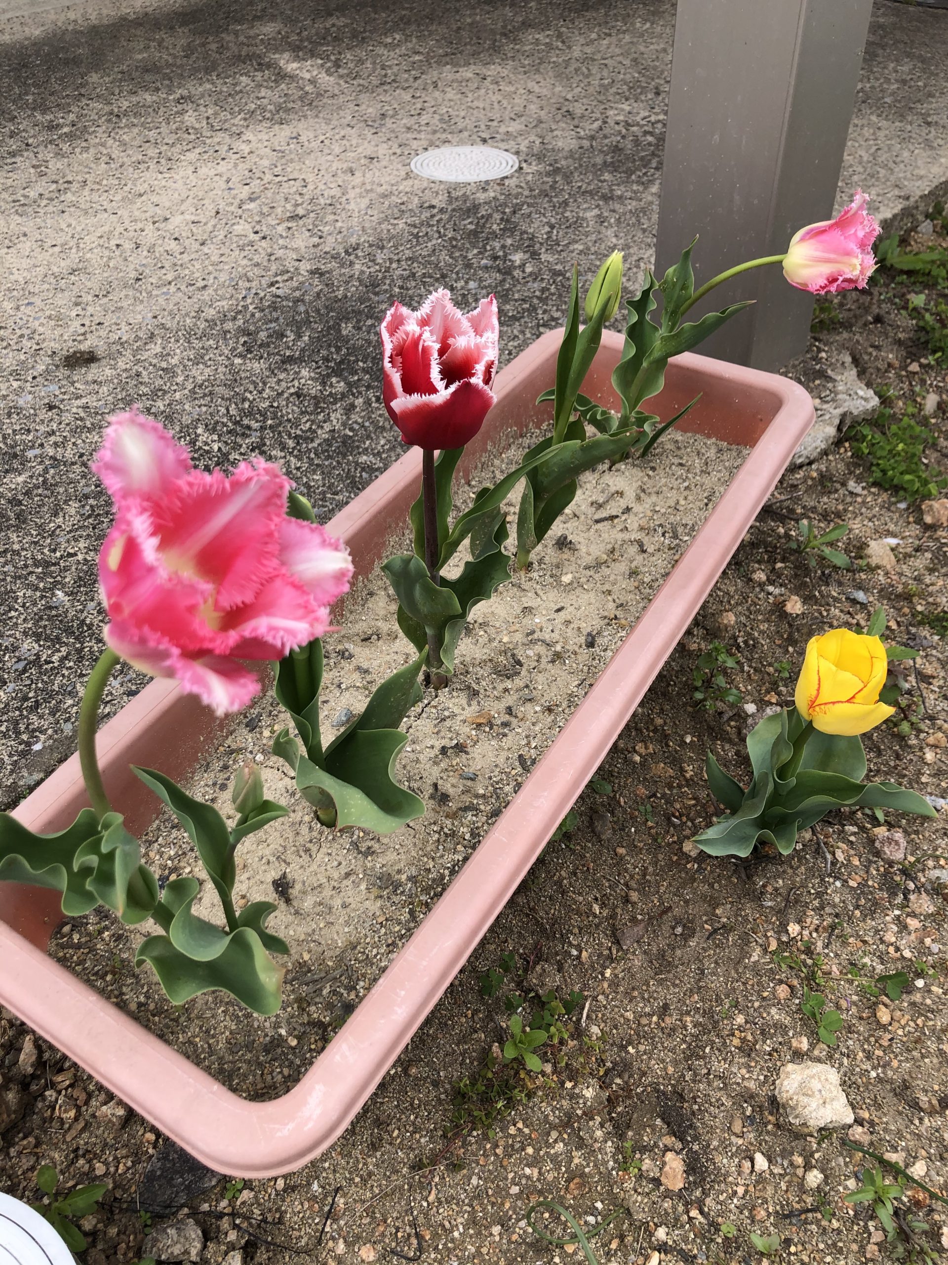 4/15(木)教育民生常任委員会