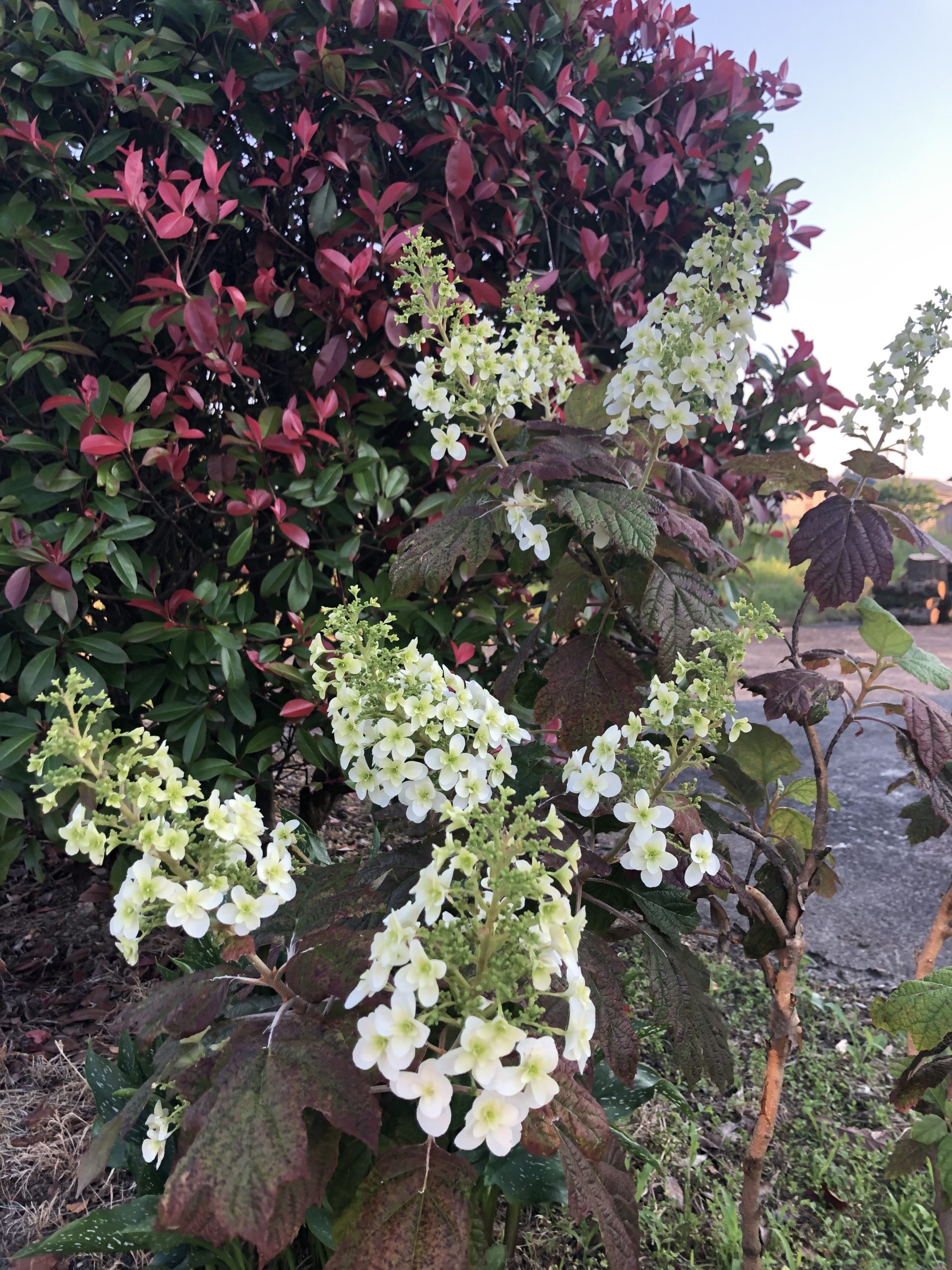 Spontaneous?!(自発的)