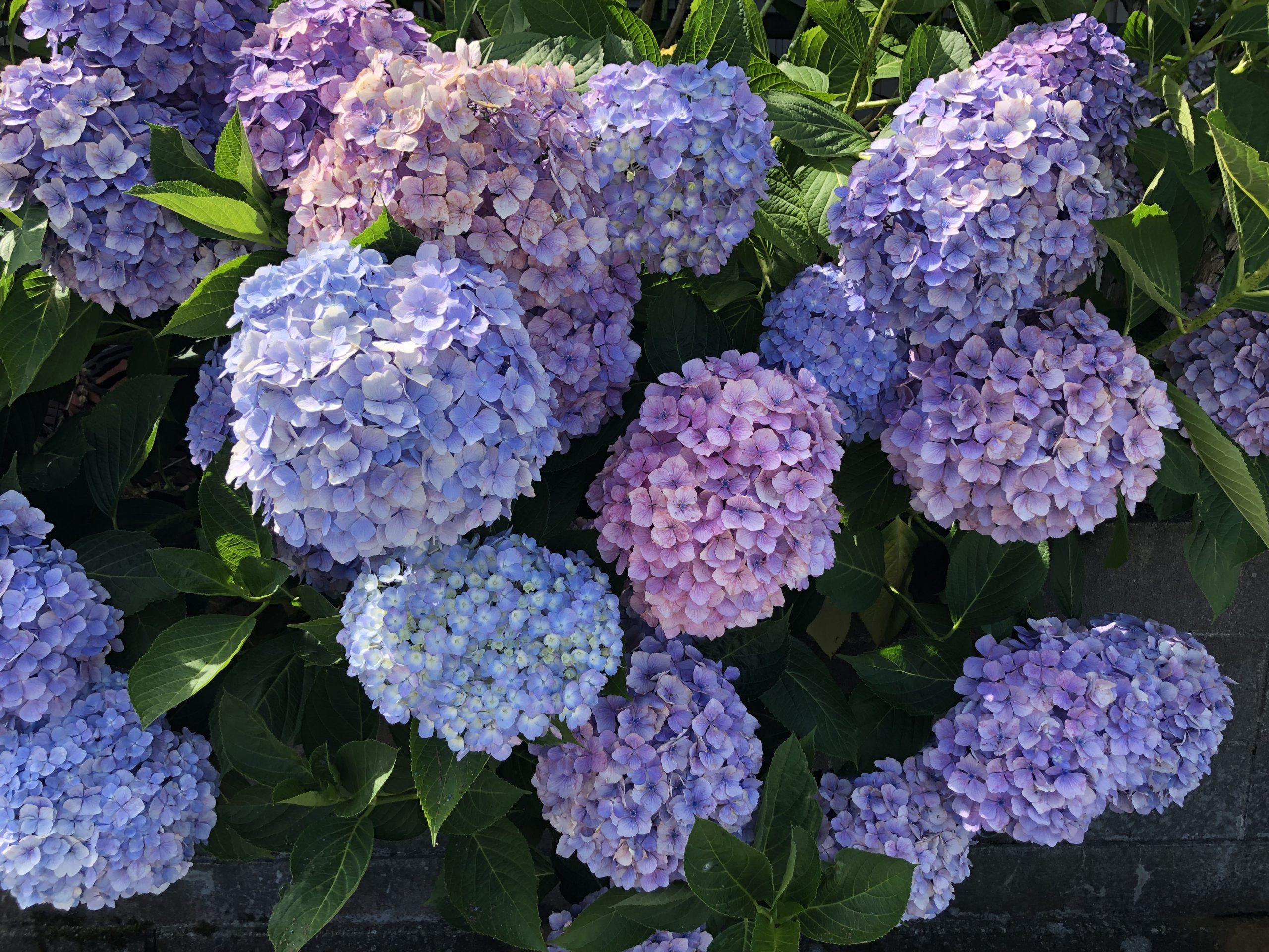 ニュースレターvol.6配布スタート！