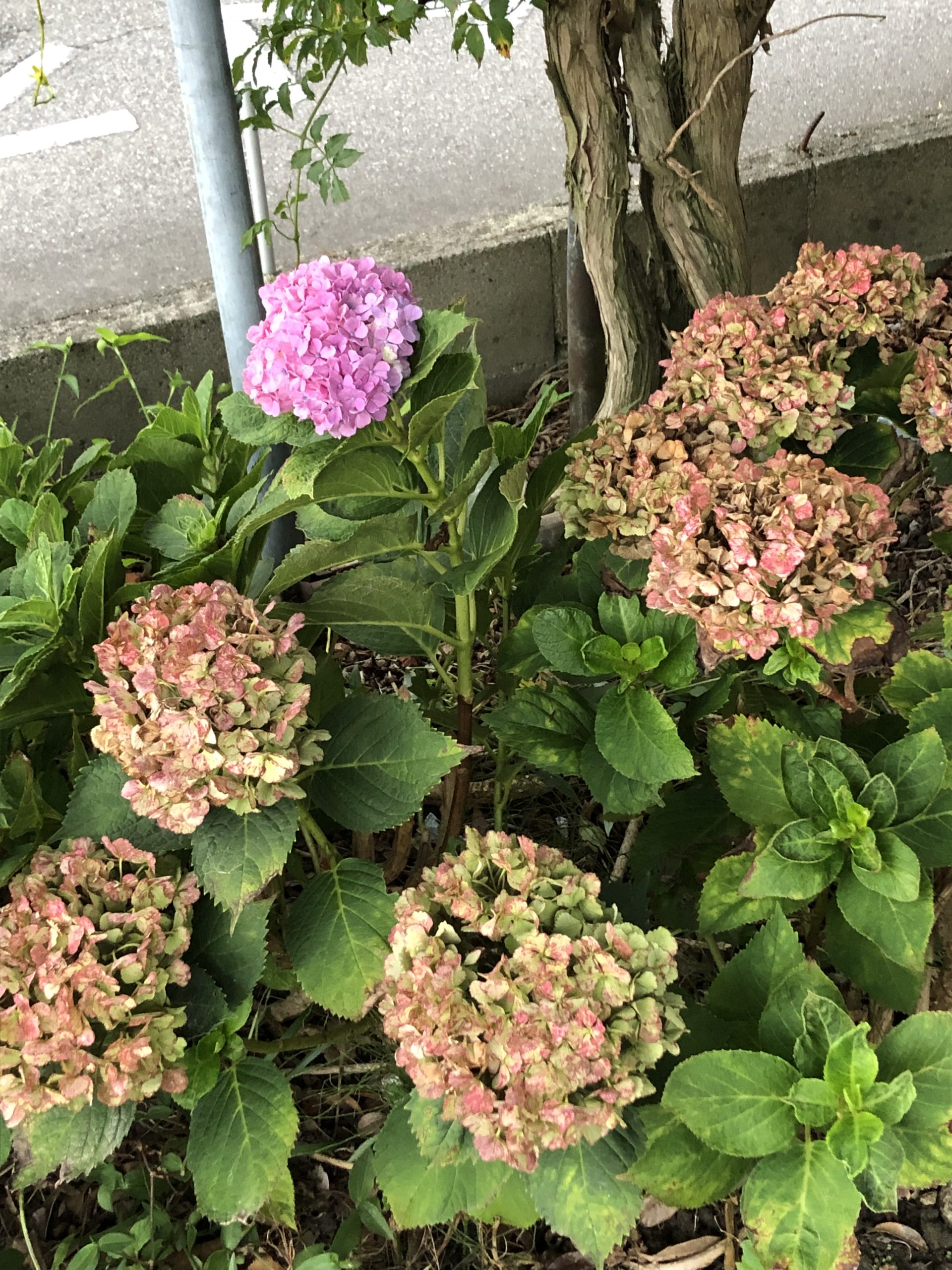 時期はずれ？！